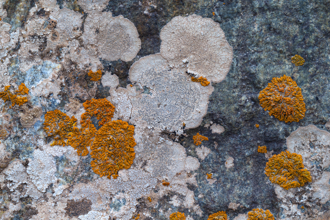 旅游景区一牧场昆仑山大峡谷旅游美景-昆仑石花