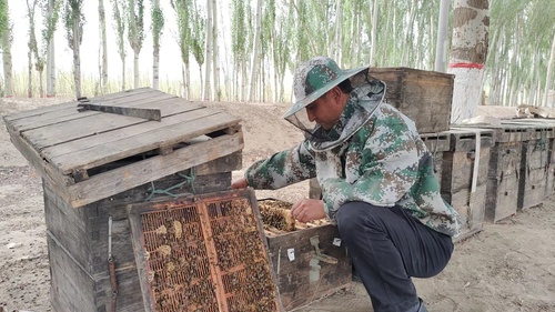 南疆养蜂人