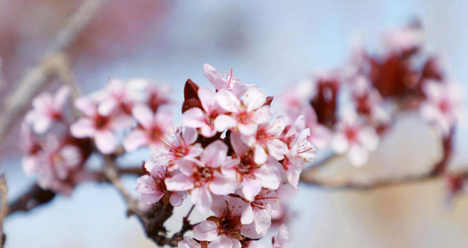   春暖花开