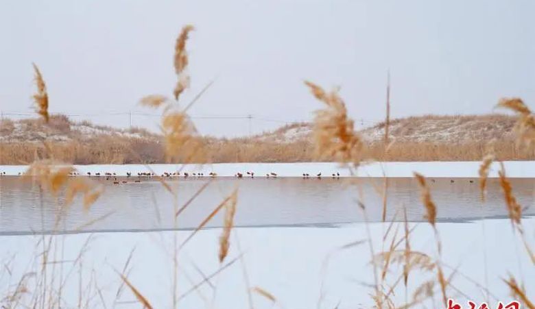 新疆南部湿地迎今年首场降雪：银装素裹 候鸟嬉戏
