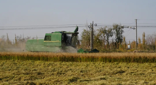 四中全会精神在基层 | 二二五团2600亩羊脂籽米采收圆满完成 盐碱地收获1300吨 “金稻谷”