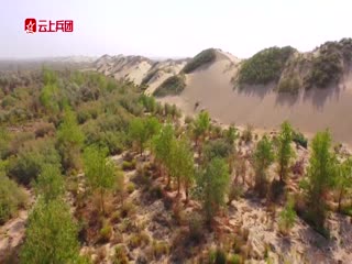 微视频|大漠披绿生金