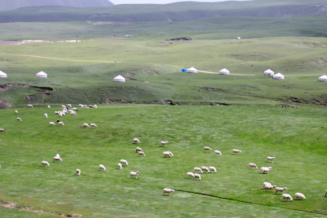牧场风景