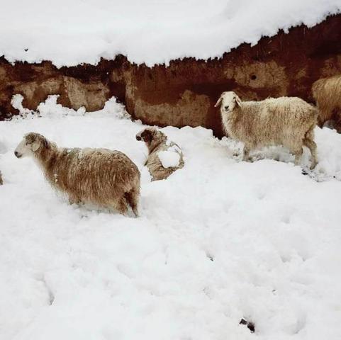 兵团第十四师一牧场产羔场下大雪