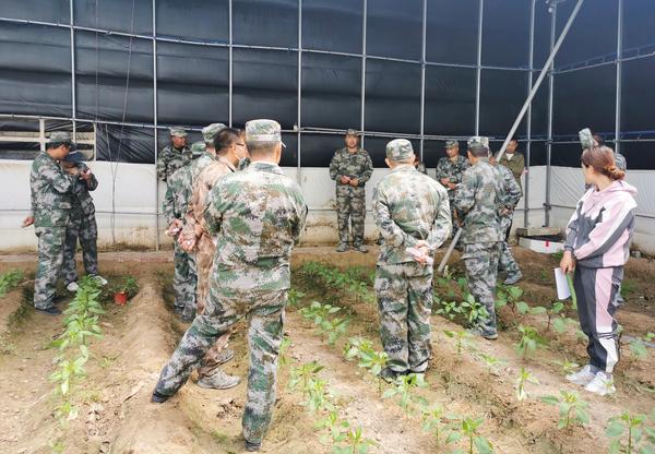 四连新型保温大棚种植点