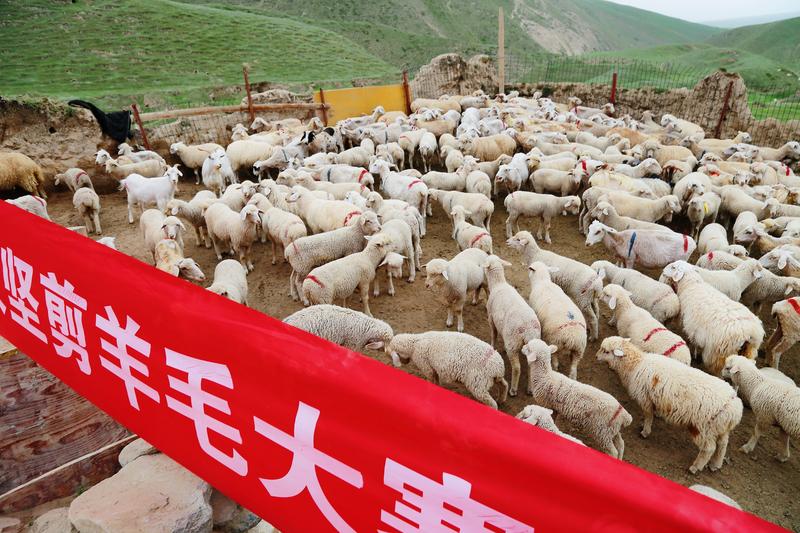 一牧场举行“中国梦·劳动美”助力脱贫攻坚剪羊毛大赛IMG_9840_mh1594271053413