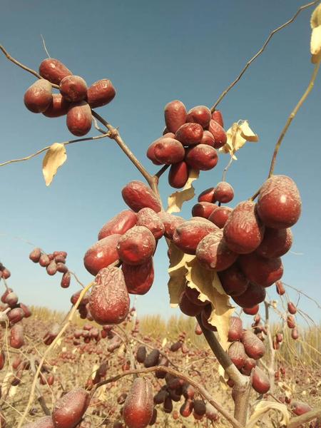 红枣在风干2