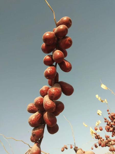 晚秋的224团 红枣正在树上风干1