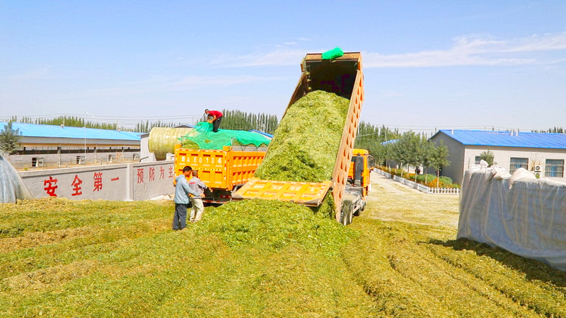 225团收获的青贮玉米就地销售