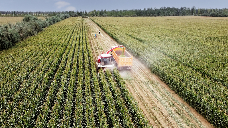 225团青贮玉米规模化种植基地收割工作正在如火如荼的进行2