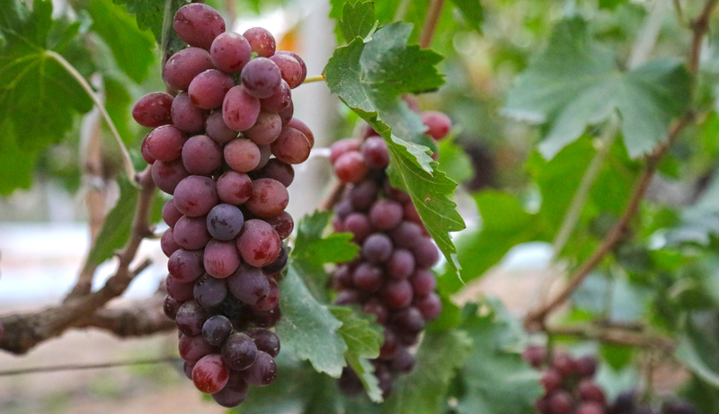 早熟克瑞森葡萄