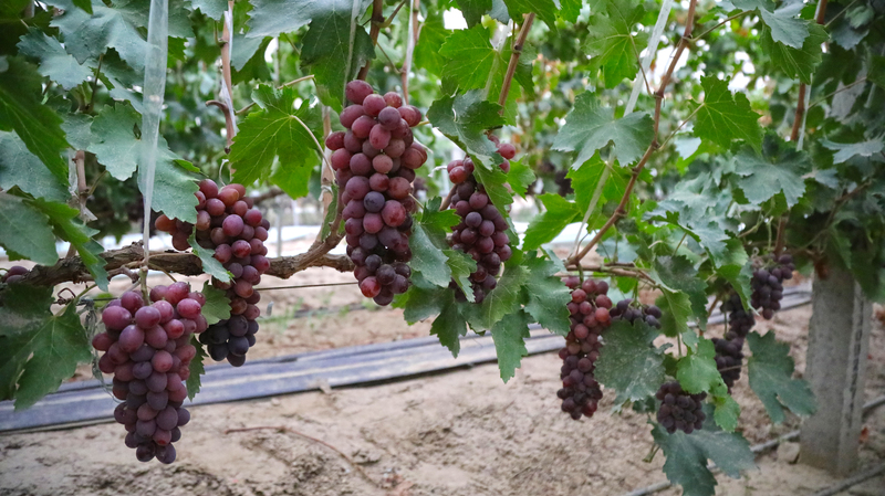 早熟克瑞森葡萄3