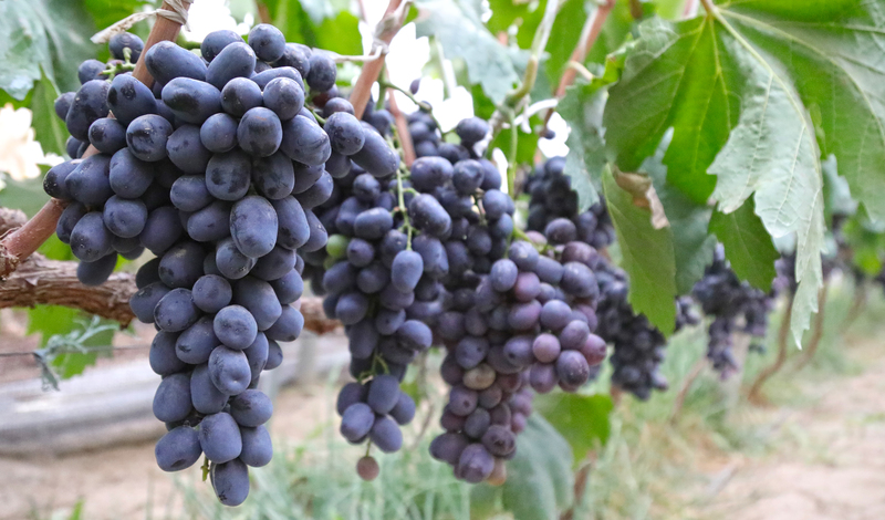 秋黑葡萄2