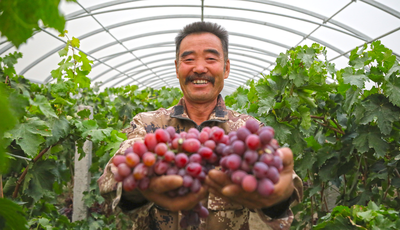 刘师傅的大棚葡萄喜迎丰收
