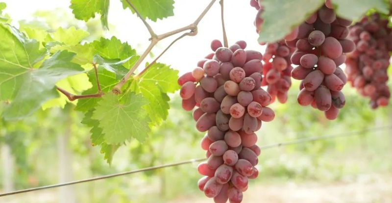 微信图片_20220902111208