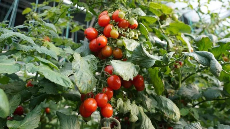 微信图片_20221228103317