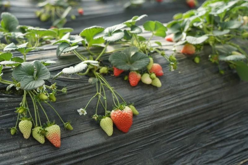 微信图片_20230131101638