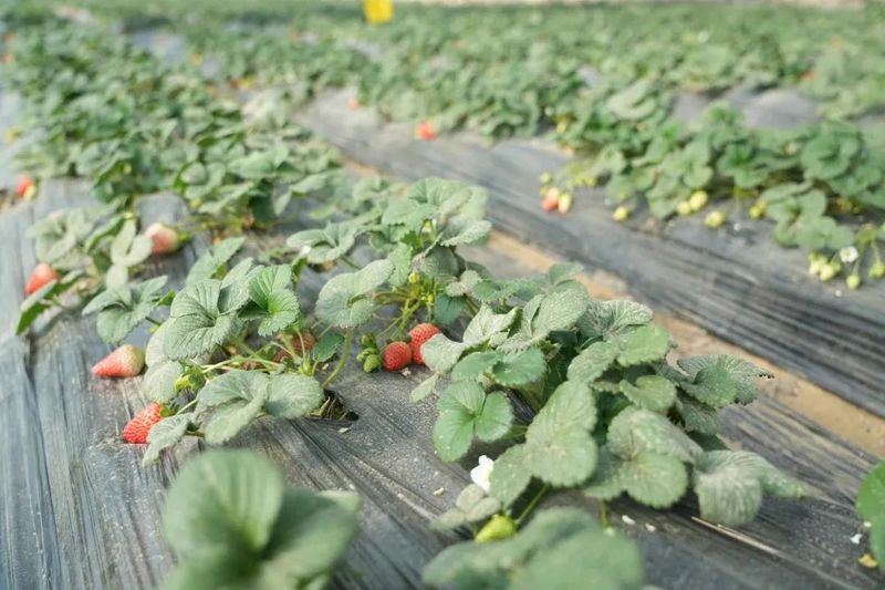 微信图片_20230131101634