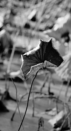 IMG_20231109_221241