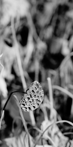 IMG_20231109_221603
