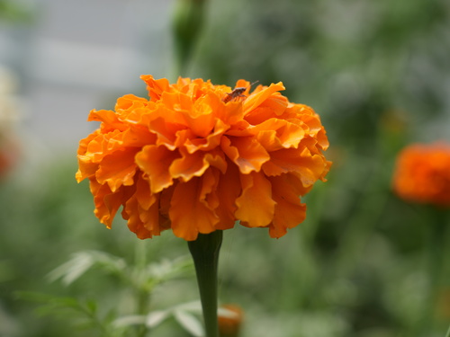 二二五团庭院内鲜花盛开蜜蜂勤来采蜜忙。 王瑞摄