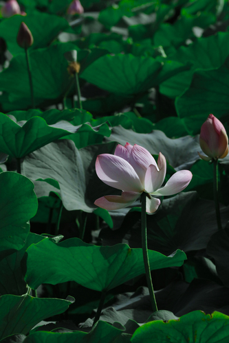 荷花 (2)