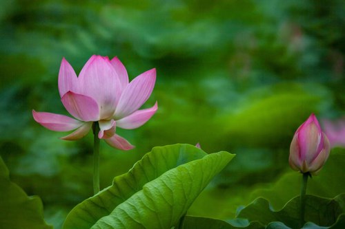 荷花 (3)