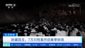 上级媒体看昆玉丨第十四师昆玉市牧民转场为何惊动央视？一起来看→