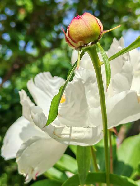 4.3