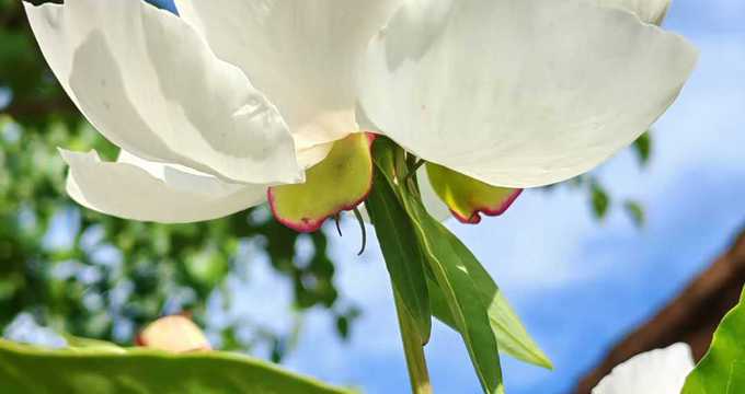 咏白芍药