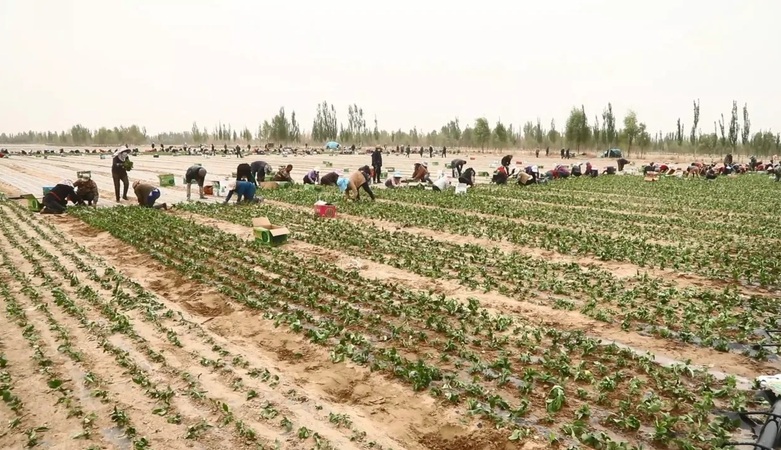 新疆兵团十四师一牧场：5600亩中草药“安家”昆仑山脚下