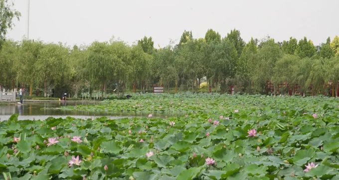 仲夏的昆玉景观河