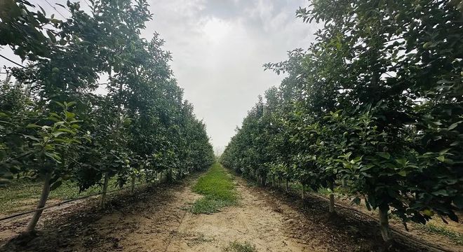 从“输血”到“造血”：北京援疆资金在新疆兵团十四师二二五团种下“数据苹果”
