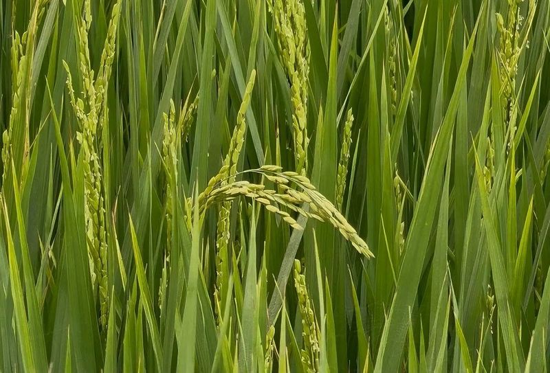 1818181881818 1818181881818