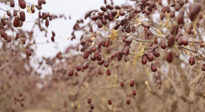 繁荣兵团 · 遇见224 | 红枣映红丰收景 采收季里话增收