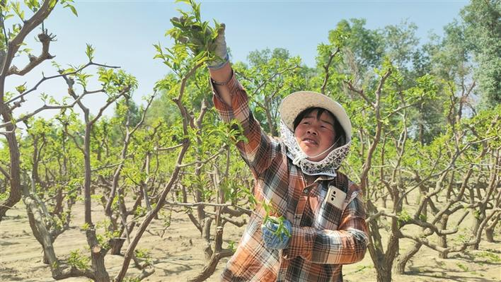 一颗枣的“甜蜜”蜕变
