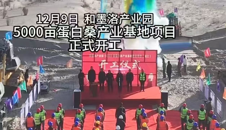 12月9日，和墨洛产业园5000亩蛋白桑产业基地建设项目正式开工