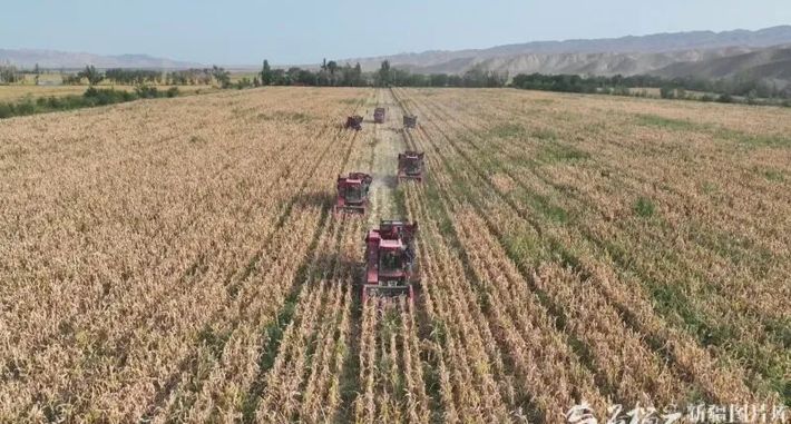 新疆粮食单产，蝉联全国第一！