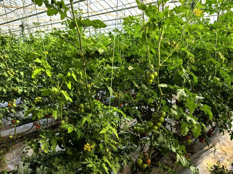 15155155515 15155155515