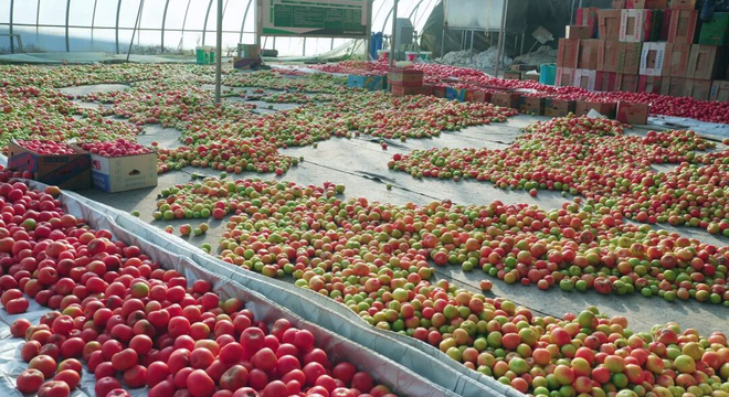 二二四团五连大棚西红柿丰产丰收 种植户喜迎“甜蜜收益”