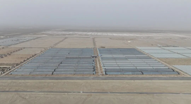 新春走基层丨二二四团有机芦笋抢鲜上市 供不应求