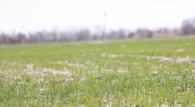 二二四团千余亩冬小麦长势稳健 丰收可期