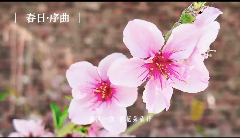 微视频  感受春天！