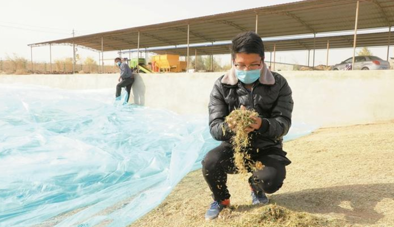 正青春 向未来 | 一片绿洲 一张答卷 