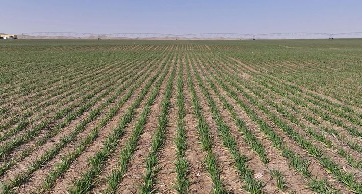 乡村行 看振兴 | 沙漠变良田 精准灌溉助冬小麦返青生长