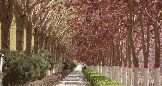 海棠花开（一）