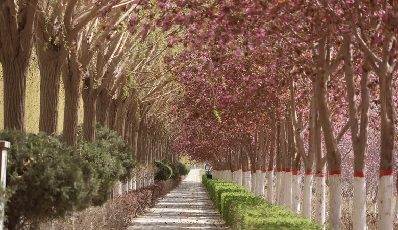 海棠花开（一）