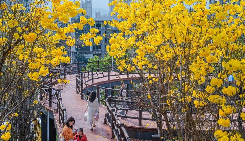 春天，为什么黄色的花先开？