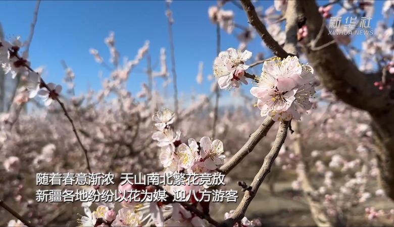  央媒看新疆 | 新疆以花为媒 绘旅游新图景