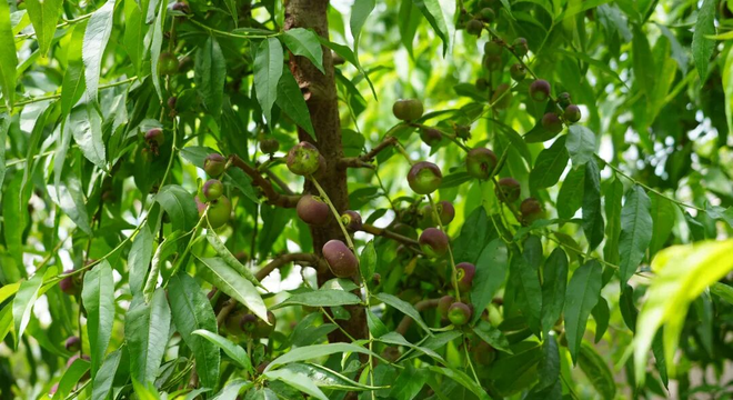 “甜蜜”升级!一牧场五连大棚里,瓜果飘香致富有望